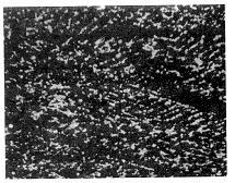 圖3　失效模具試樣殘留鑄態樹枝狀偏析　×40